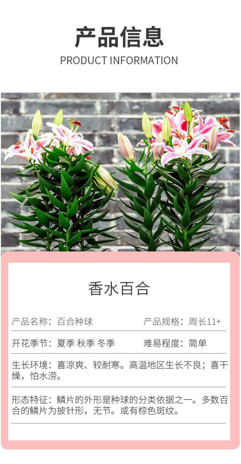 进口香水百合种球带芽大种球室内室外阳台多年生绿植花卉