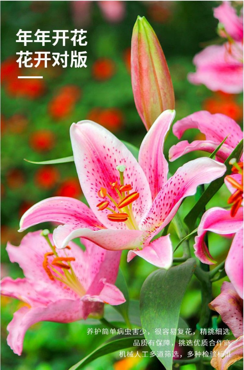 进口香水百合种球带芽大种球室内室外阳台多年生绿植花卉