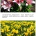 进口香水百合种球带芽大种球室内室外阳台多年生绿植花卉