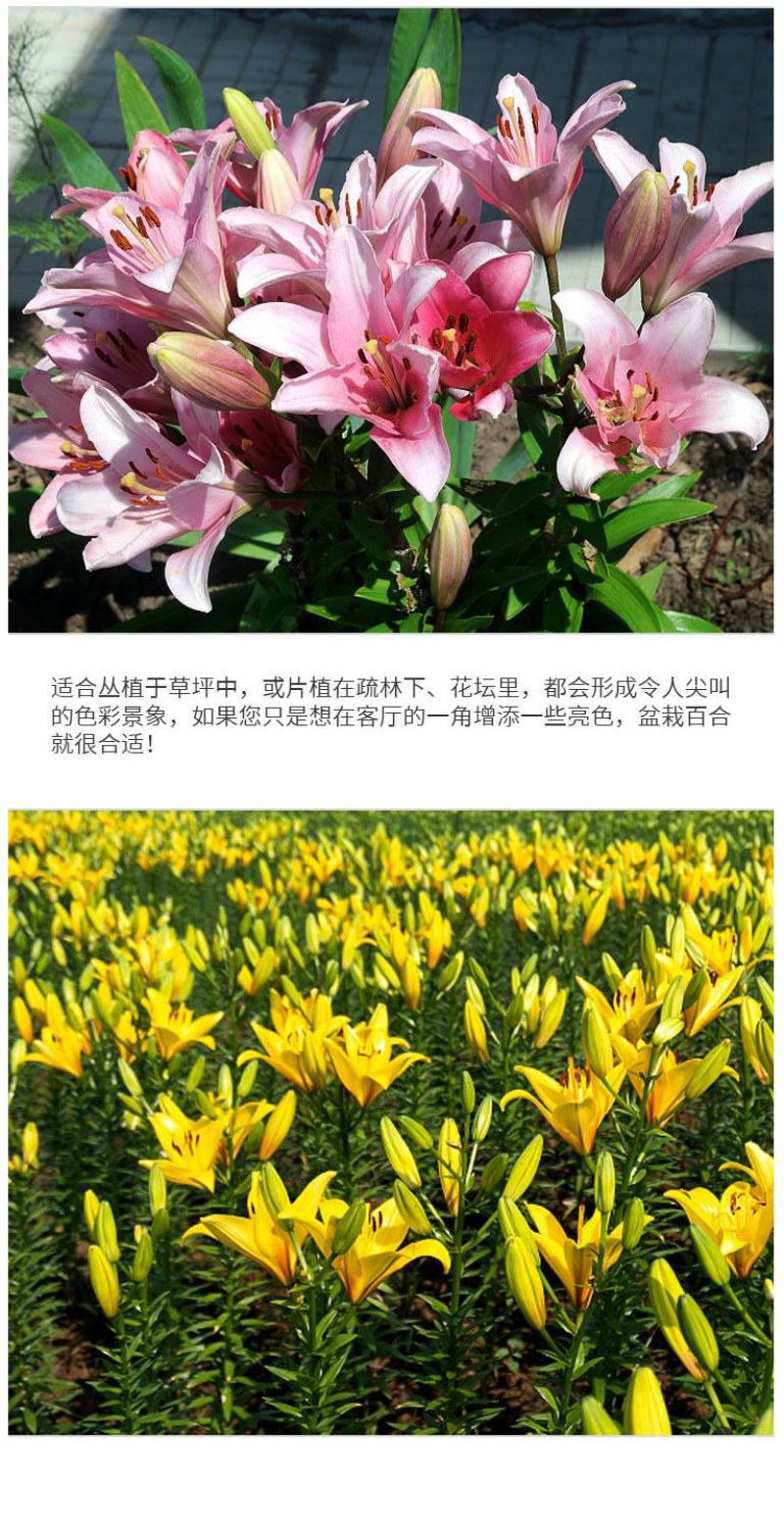 进口香水百合种球带芽大种球室内室外阳台多年生绿植花卉