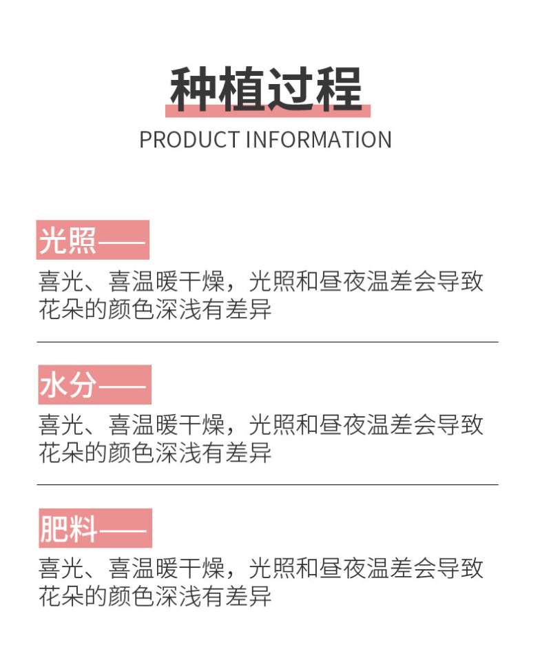 进口香水百合种球带芽大种球室内室外阳台多年生绿植花卉