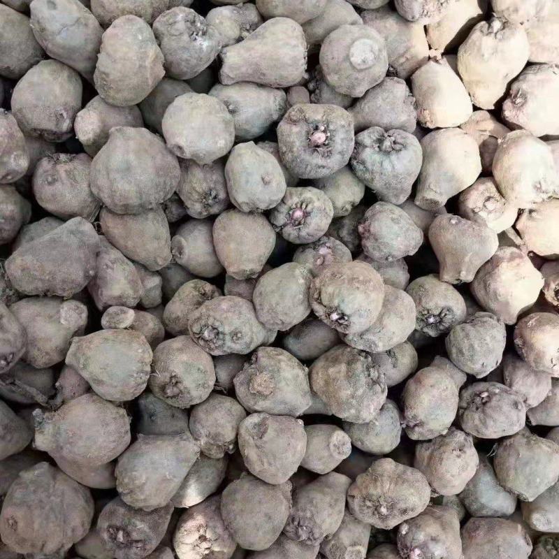 魔芋种子