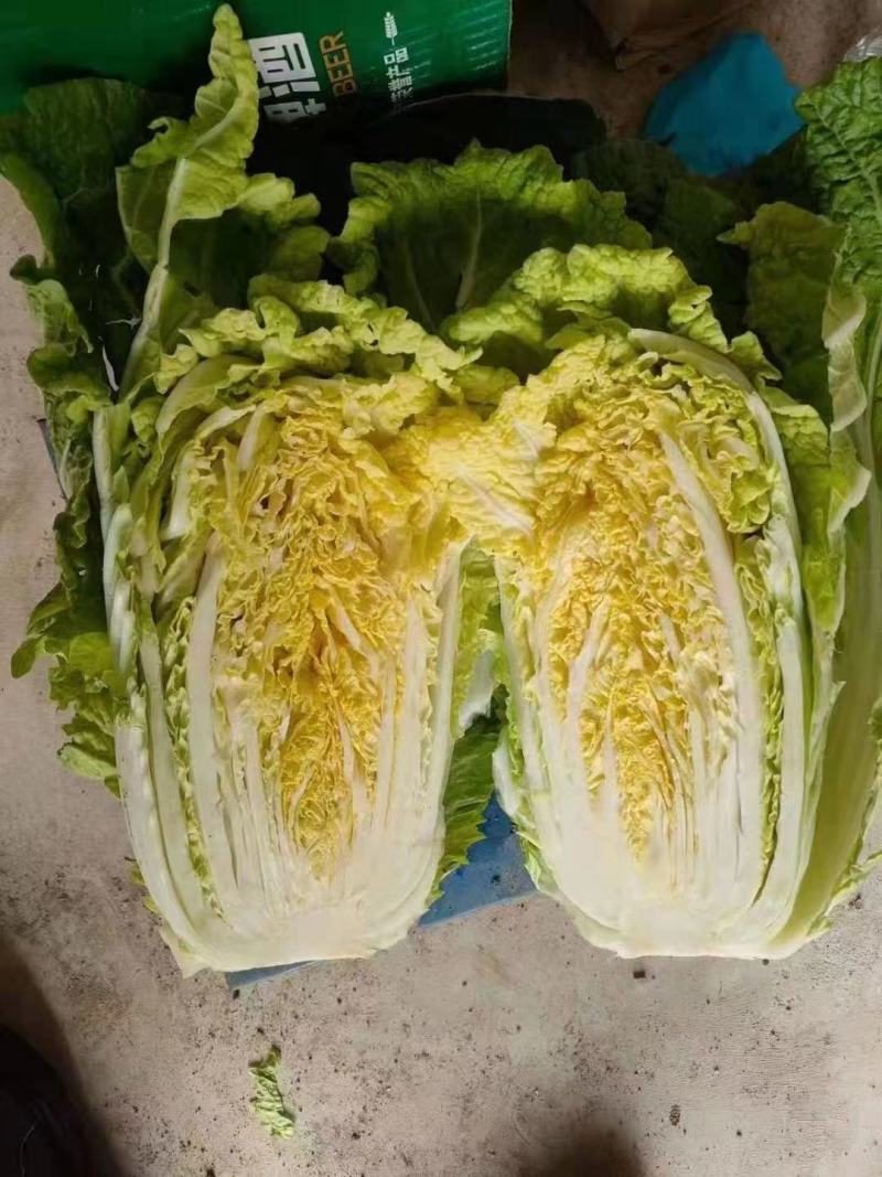 【白菜】青杂三号白菜，产地发货，量大从优，欢迎选购