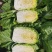 【白菜】青杂三号白菜，产地发货，量大从优，欢迎选购