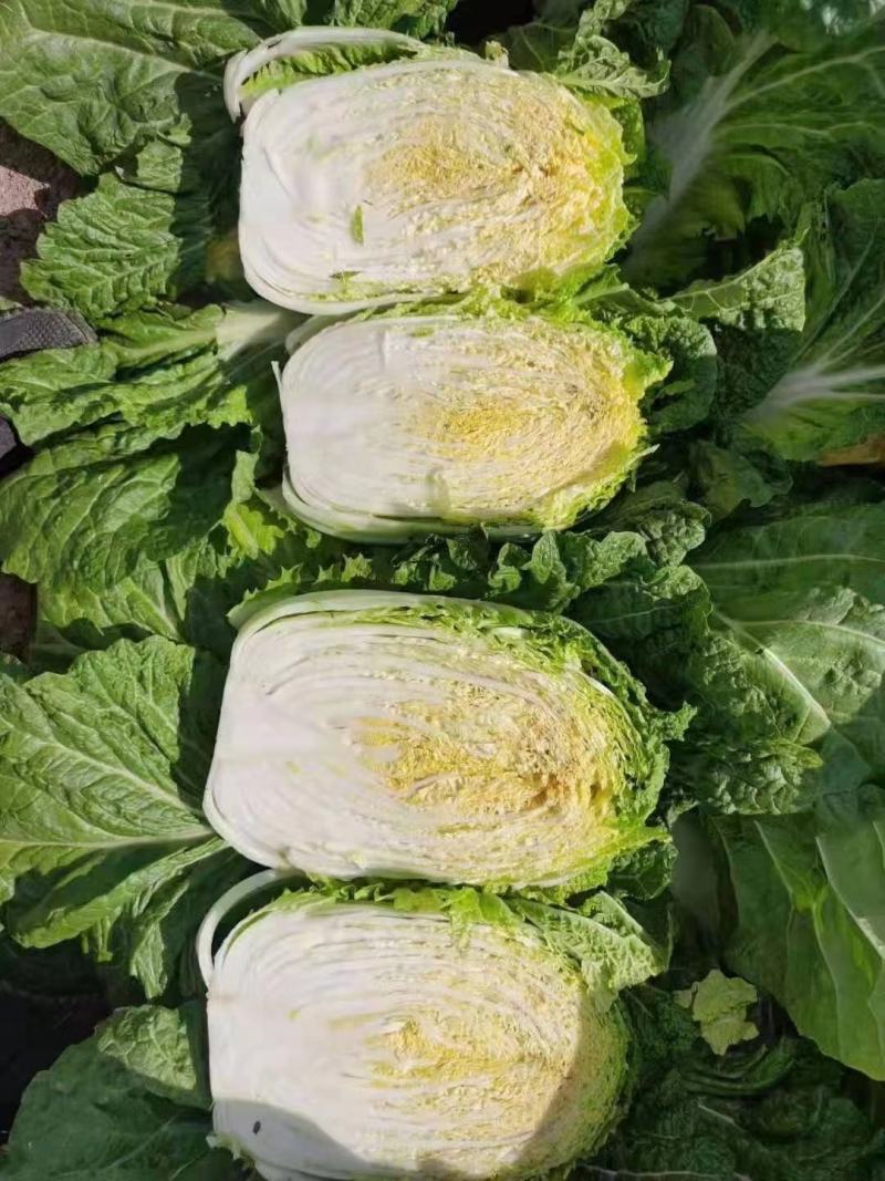 【白菜】青杂三号白菜，产地发货，量大从优，欢迎选购
