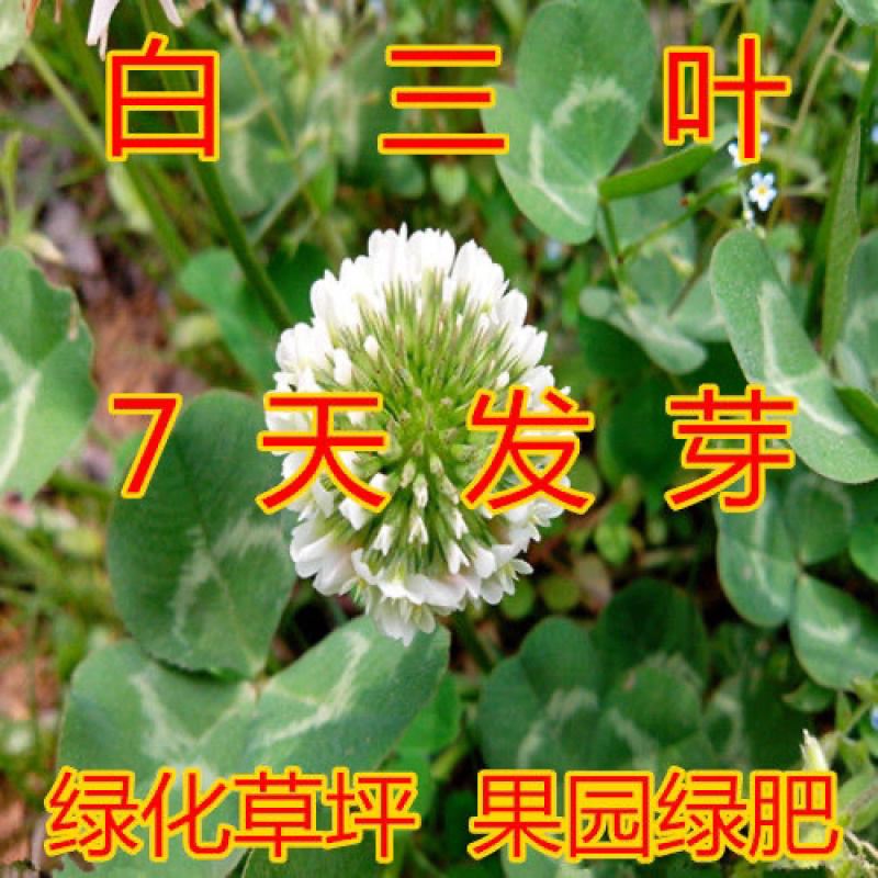 白三叶种子红三叶种子四季青草坪种子耐寒耐旱护坡种子草籽