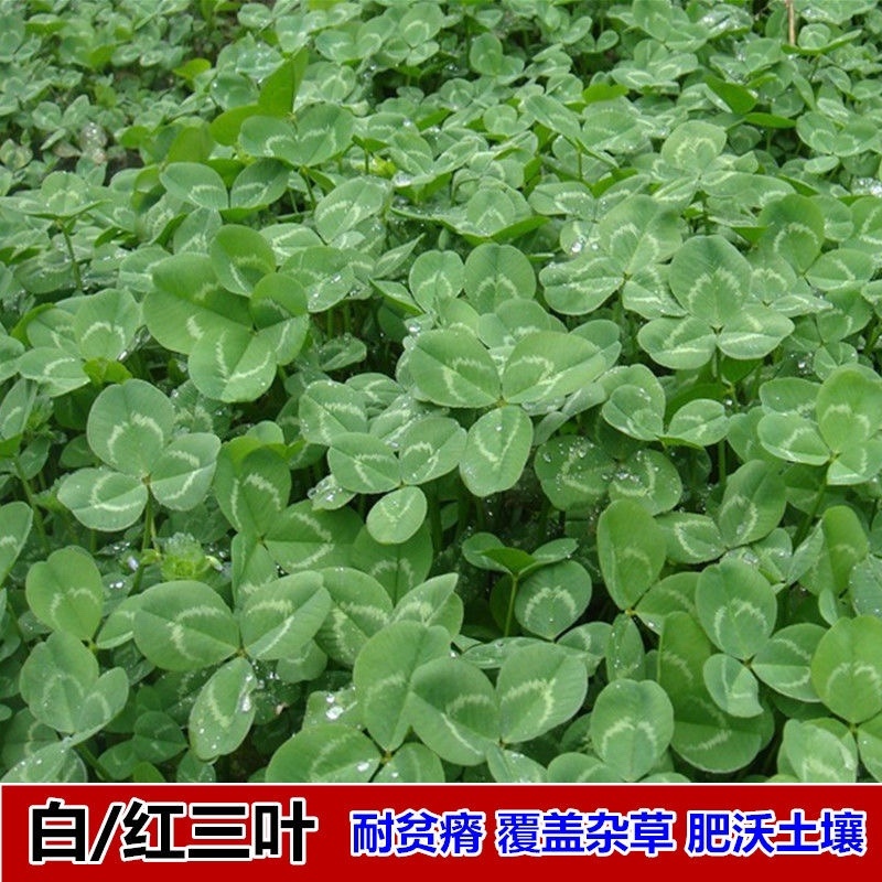 白三叶种子红三叶种子四季青草坪种子耐寒耐旱护坡种子草籽