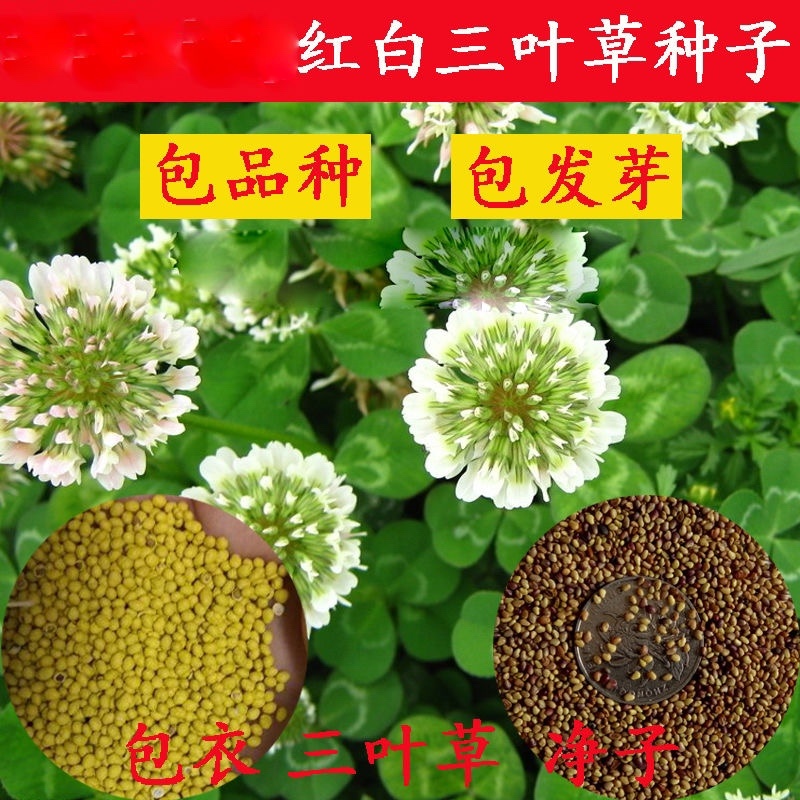白三叶种子红三叶种子四季青草坪种子耐寒耐旱护坡种子草籽
