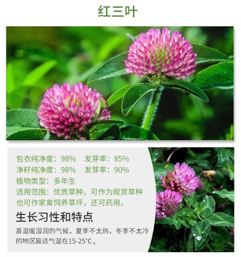 白三叶种子红三叶种子四季青草坪种子耐寒耐旱护坡种子草籽