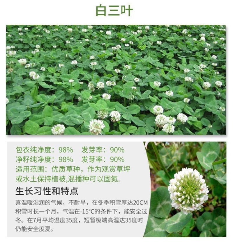 白三叶种子红三叶种子四季青草坪种子耐寒耐旱护坡种子草籽