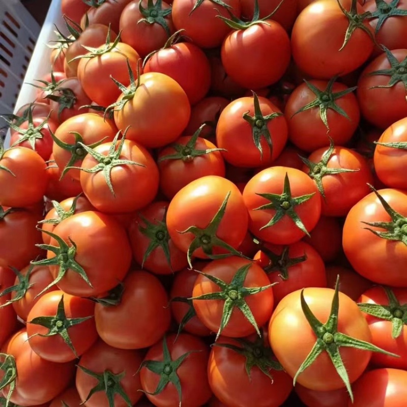 硬粉西红柿，大量上市中，支持电商整车代发，实力代办，