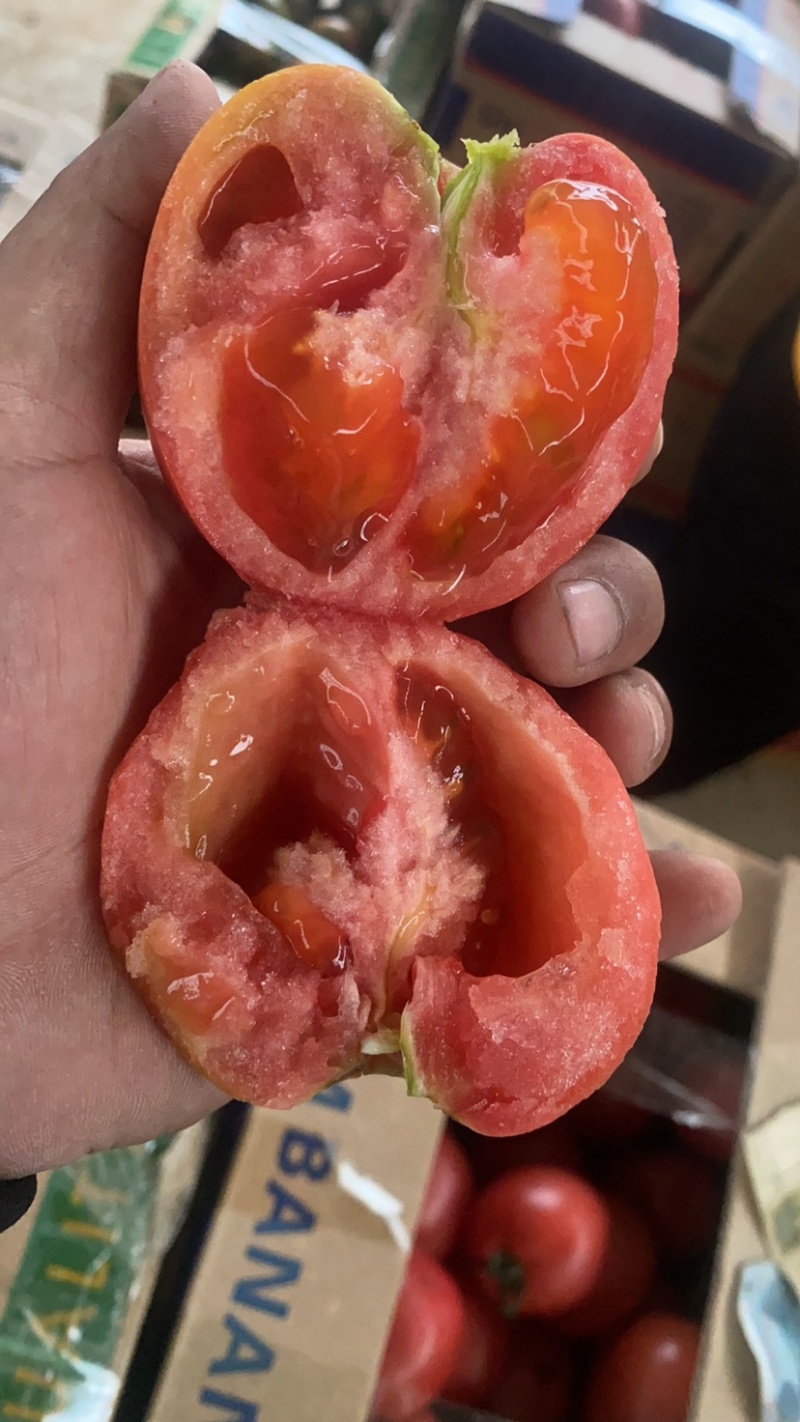 海阳西红柿🍅
