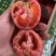 海阳西红柿🍅