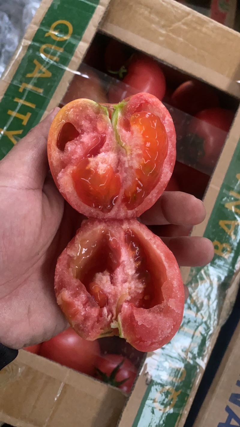 海阳西红柿🍅