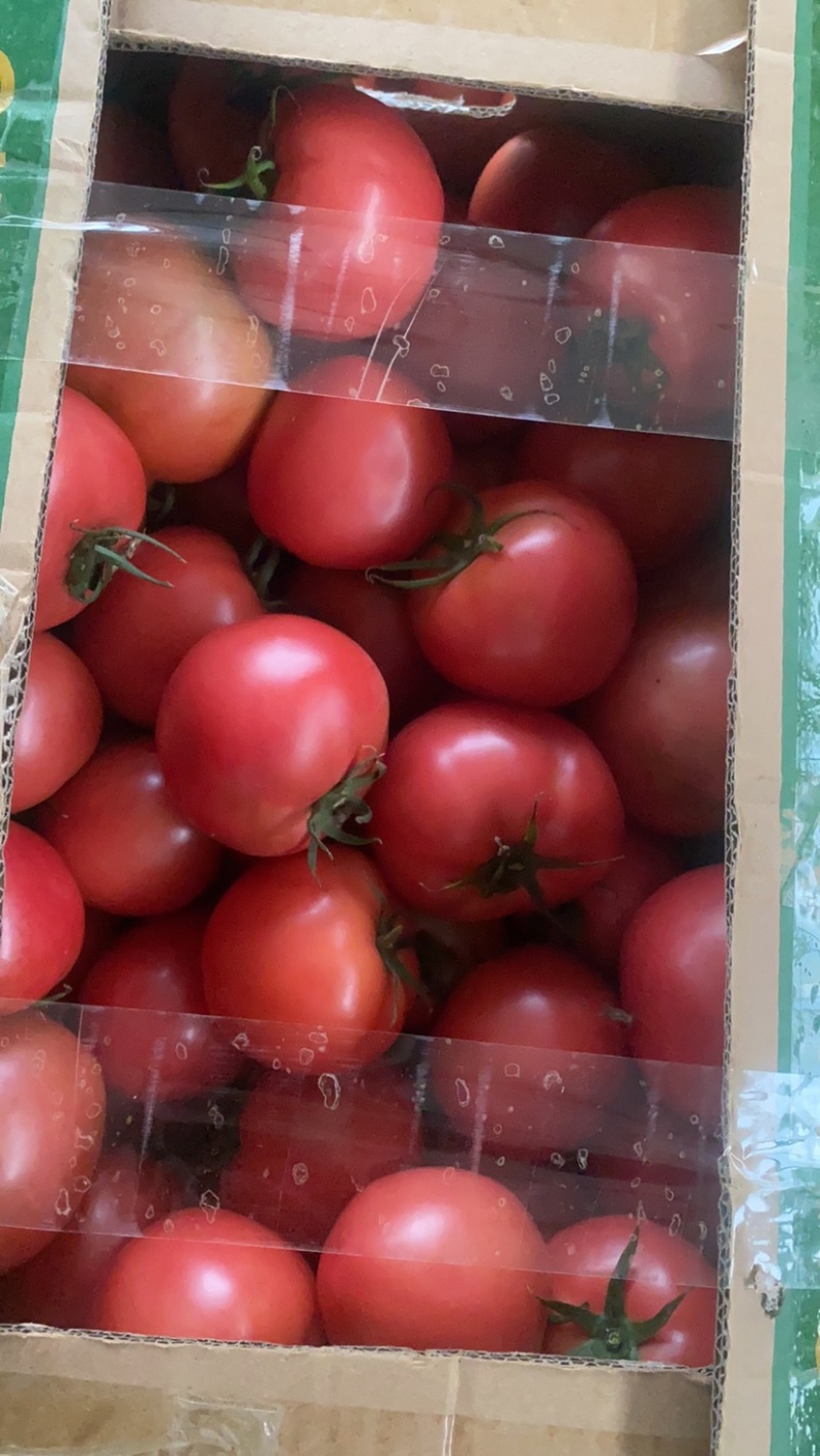 海阳西红柿🍅