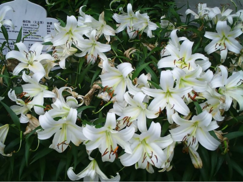 进口香水百合种球带芽大种球室内室外阳台多年生绿植花卉