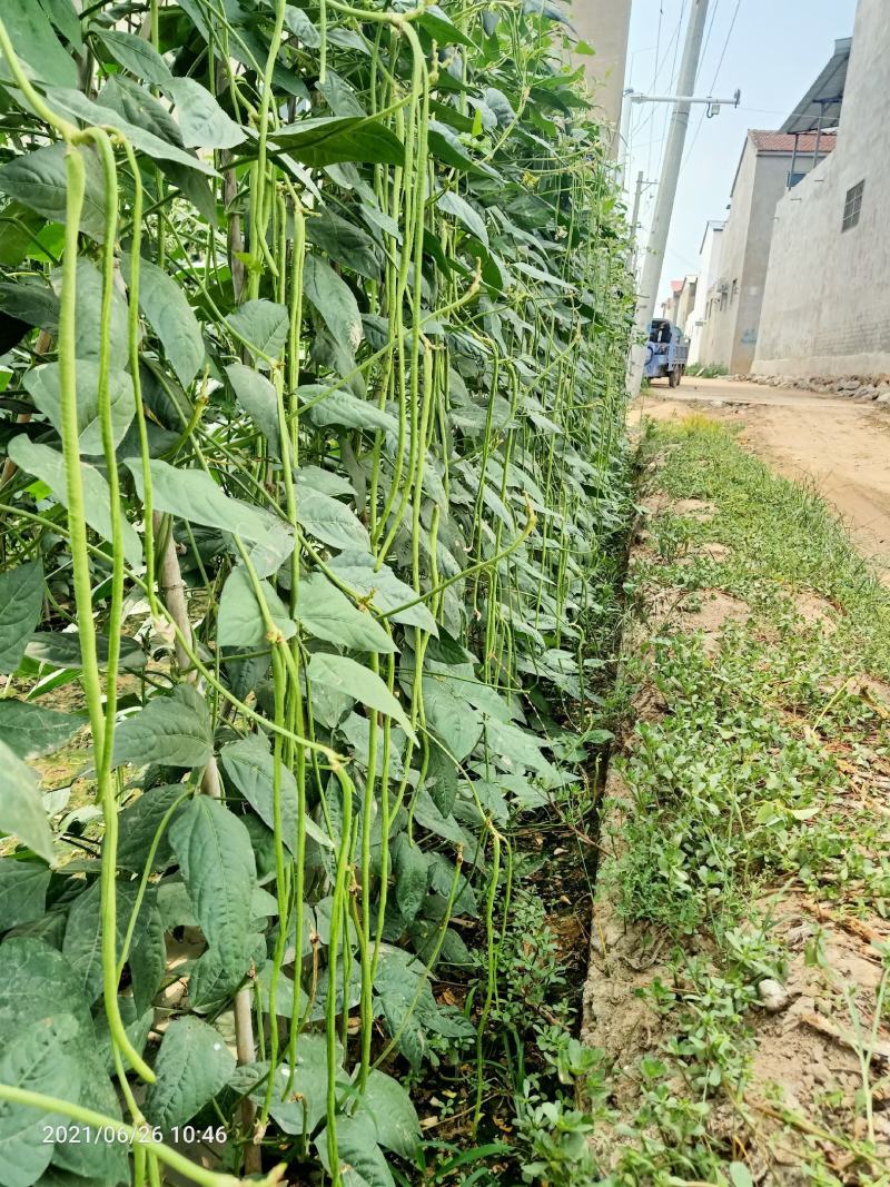 美圣豆角种子，早熟耐低温，翠绿条，适宜大棚、露地种植