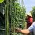 夏多收长豆角种子，耐热，翠绿条，条长75～80厘米