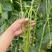 夏多收长豆角种子，耐热，翠绿条，条长75～80厘米