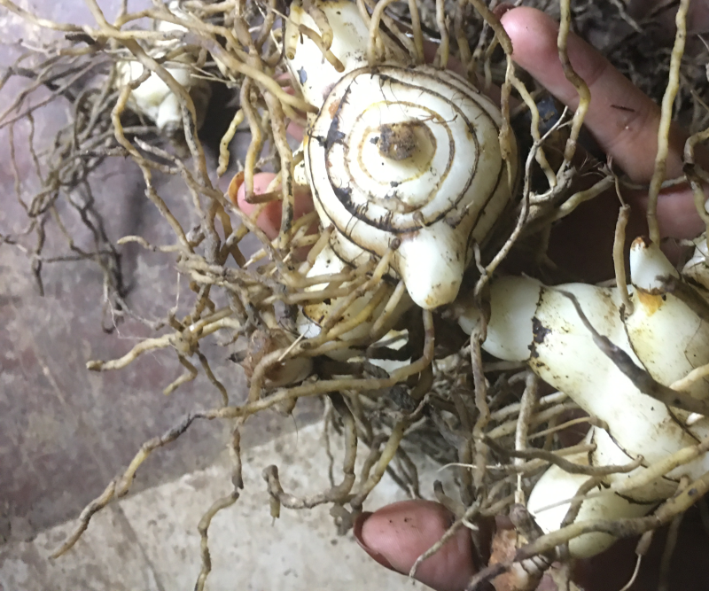 白芨鲜白芨白芨块茎紫花三叉大白芨白芨鲜货