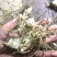 白芨鲜白芨白芨块茎紫花三叉大白芨白芨鲜货
