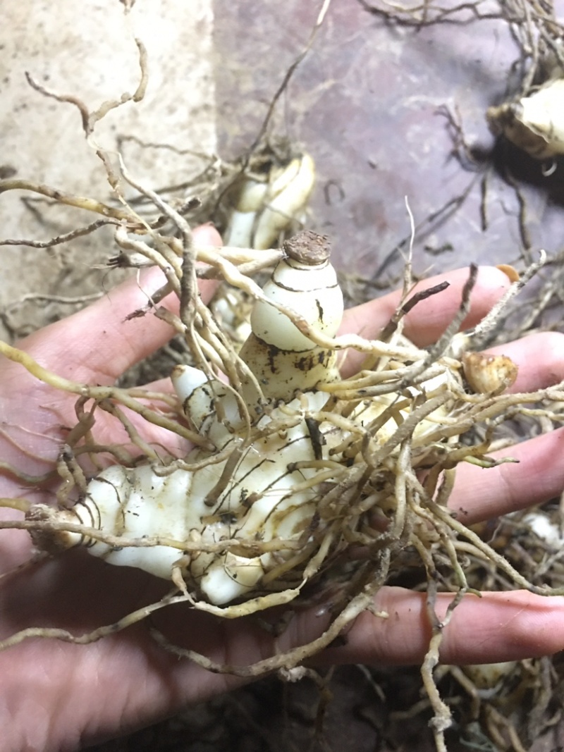 白芨鲜白芨白芨块茎紫花三叉大白芨白芨鲜货