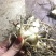 白芨鲜白芨白芨块茎紫花三叉大白芨白芨鲜货