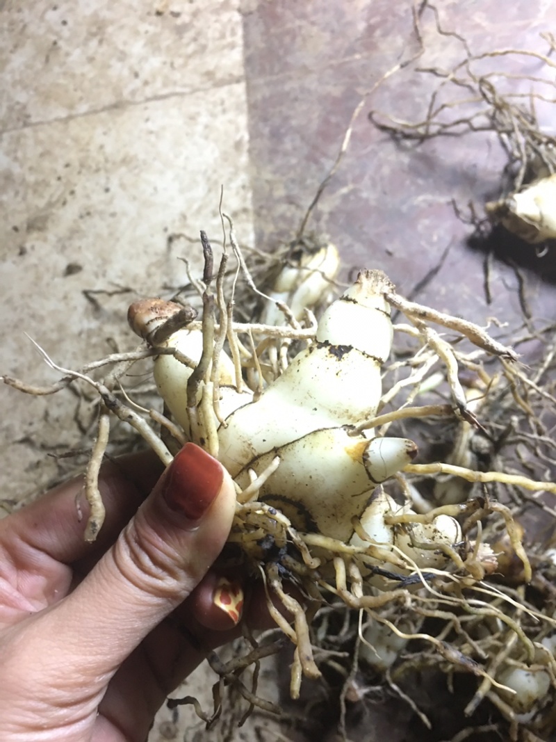 白芨鲜白芨白芨块茎紫花三叉大白芨白芨鲜货