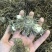 白芨鲜白芨白芨块茎紫花三叉大白芨白芨鲜货