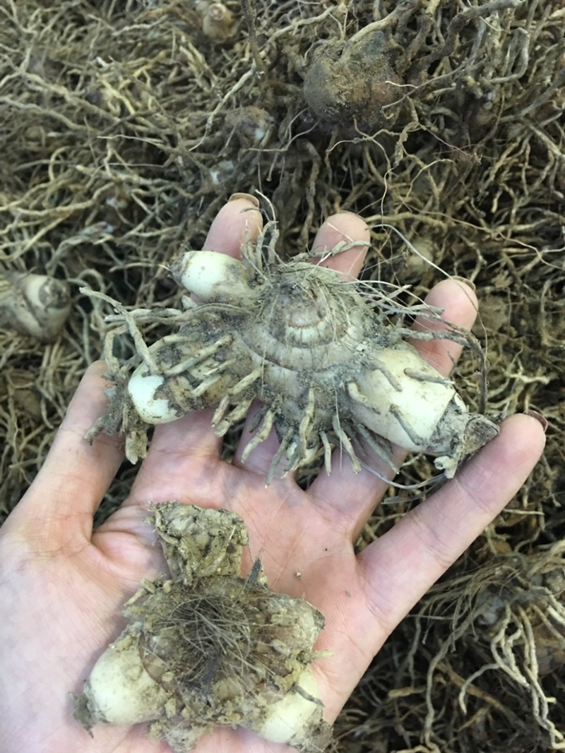 白芨鲜白芨白芨块茎紫花三叉大白芨白芨鲜货