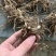 白芨鲜白芨白芨块茎紫花三叉大白芨白芨鲜货