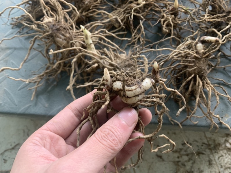 白芨鲜白芨白芨块茎紫花三叉大白芨白芨鲜货