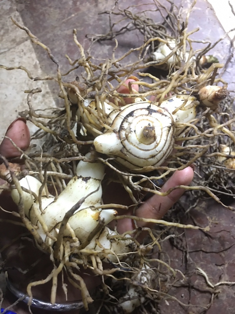 白芨鲜白芨白芨块茎紫花三叉大白芨白芨鲜货