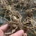 白芨鲜白芨白芨块茎紫花三叉大白芨白芨鲜货