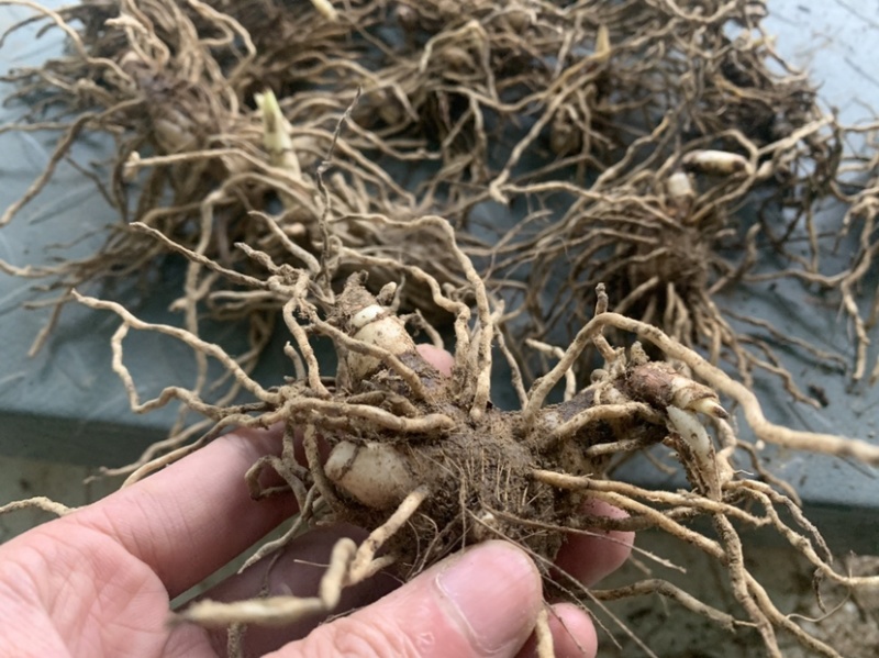 白芨鲜白芨白芨块茎紫花三叉大白芨白芨鲜货