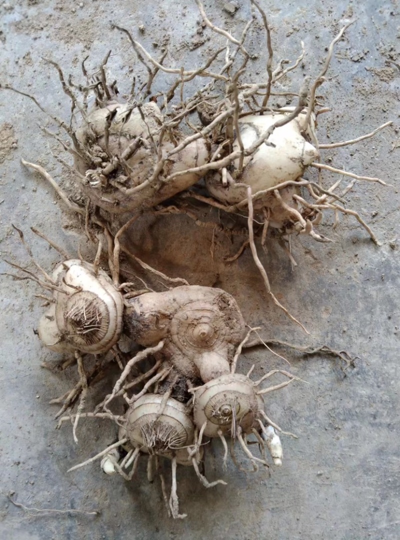 白芨鲜白芨白芨块茎紫花三叉大白芨白芨鲜货