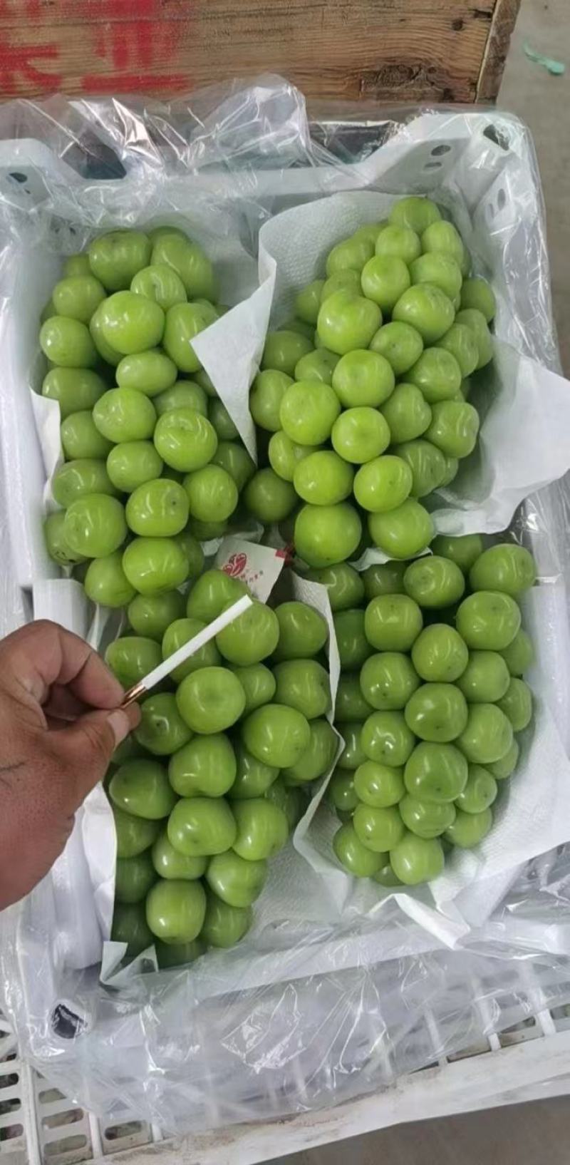 【精品】阳光玫瑰葡萄价格便宜好吃不贵，货源充足欢迎咨询