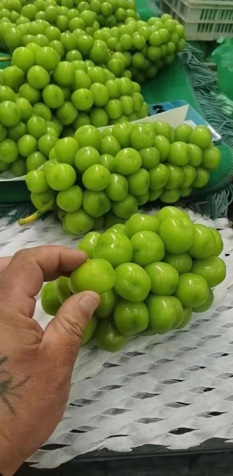 【精品】阳光玫瑰葡萄价格便宜好吃不贵，货源充足欢迎咨询