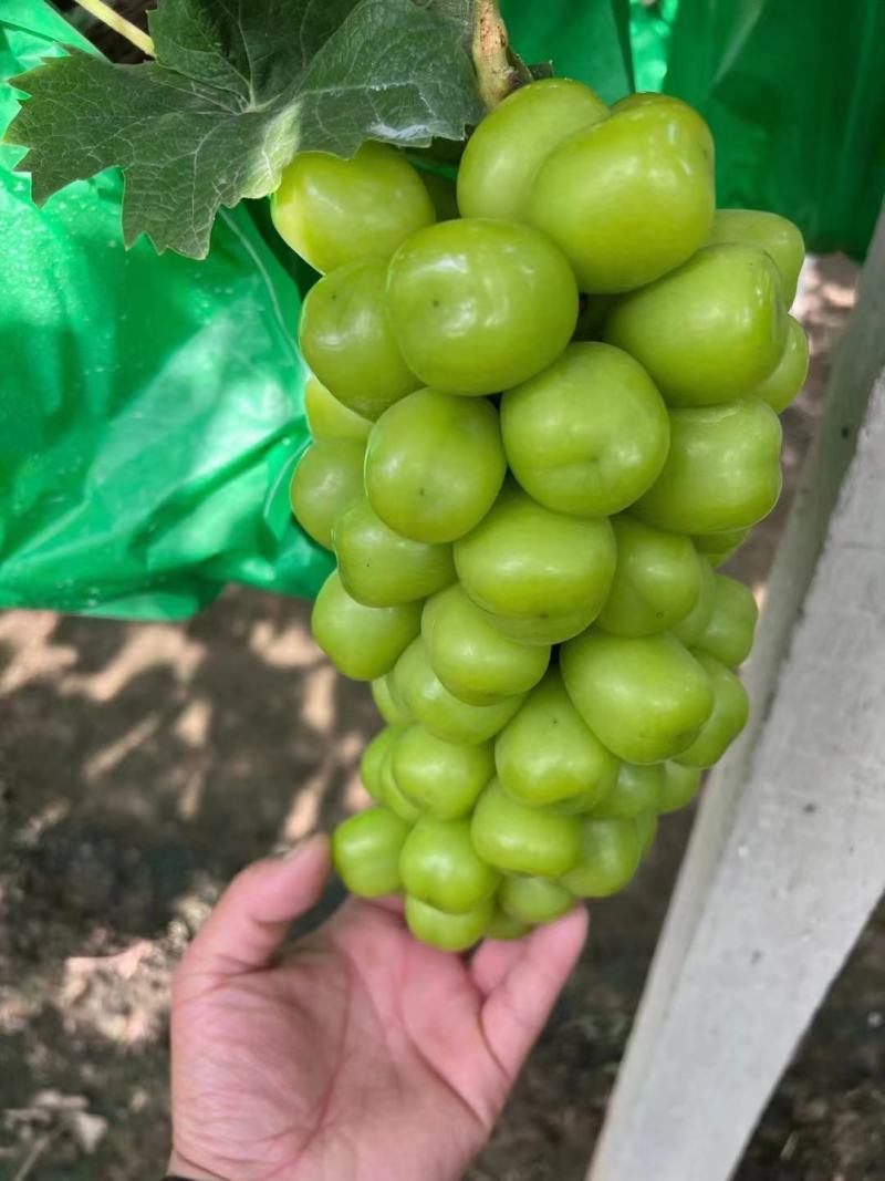 【精品】阳光玫瑰葡萄价格便宜好吃不贵，货源充足欢迎咨询