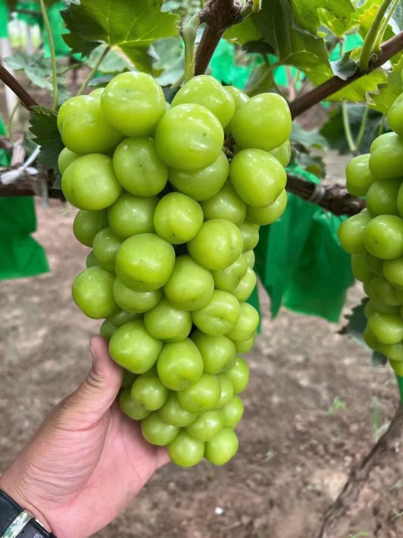 【精品】阳光玫瑰葡萄价格便宜好吃不贵，货源充足欢迎咨询
