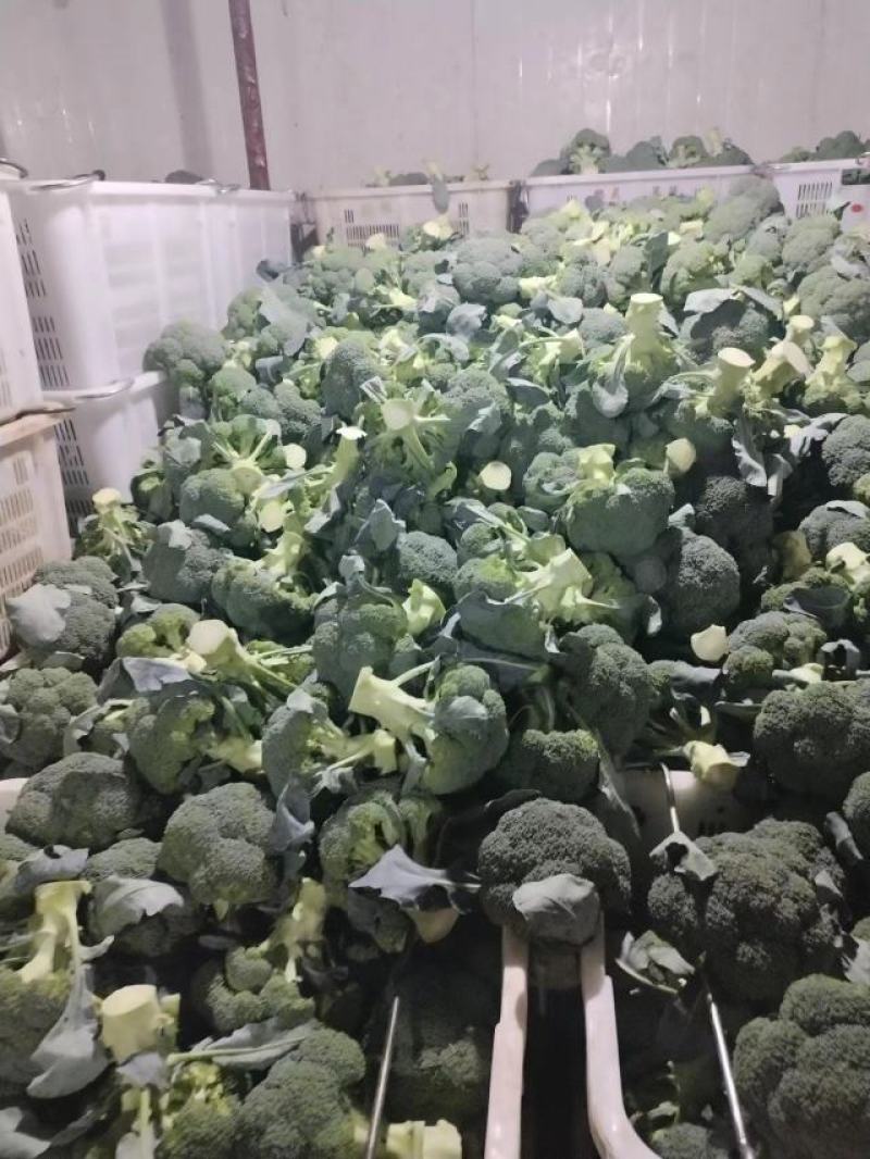 【西兰花】云南西兰花，产地发货，可视频看货，欢迎咨询