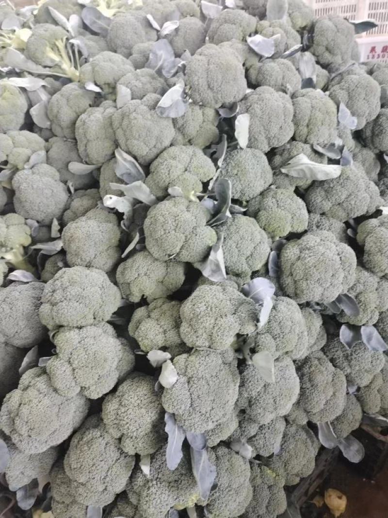 【西兰花】云南西兰花，产地发货，可视频看货，欢迎咨询