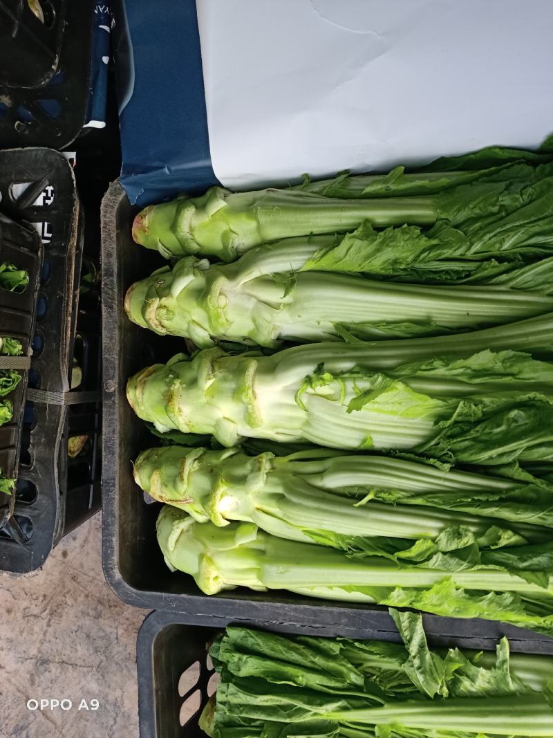 青皮棒菜大量上市，货源充足质量保证，有需要的朋友电话联系