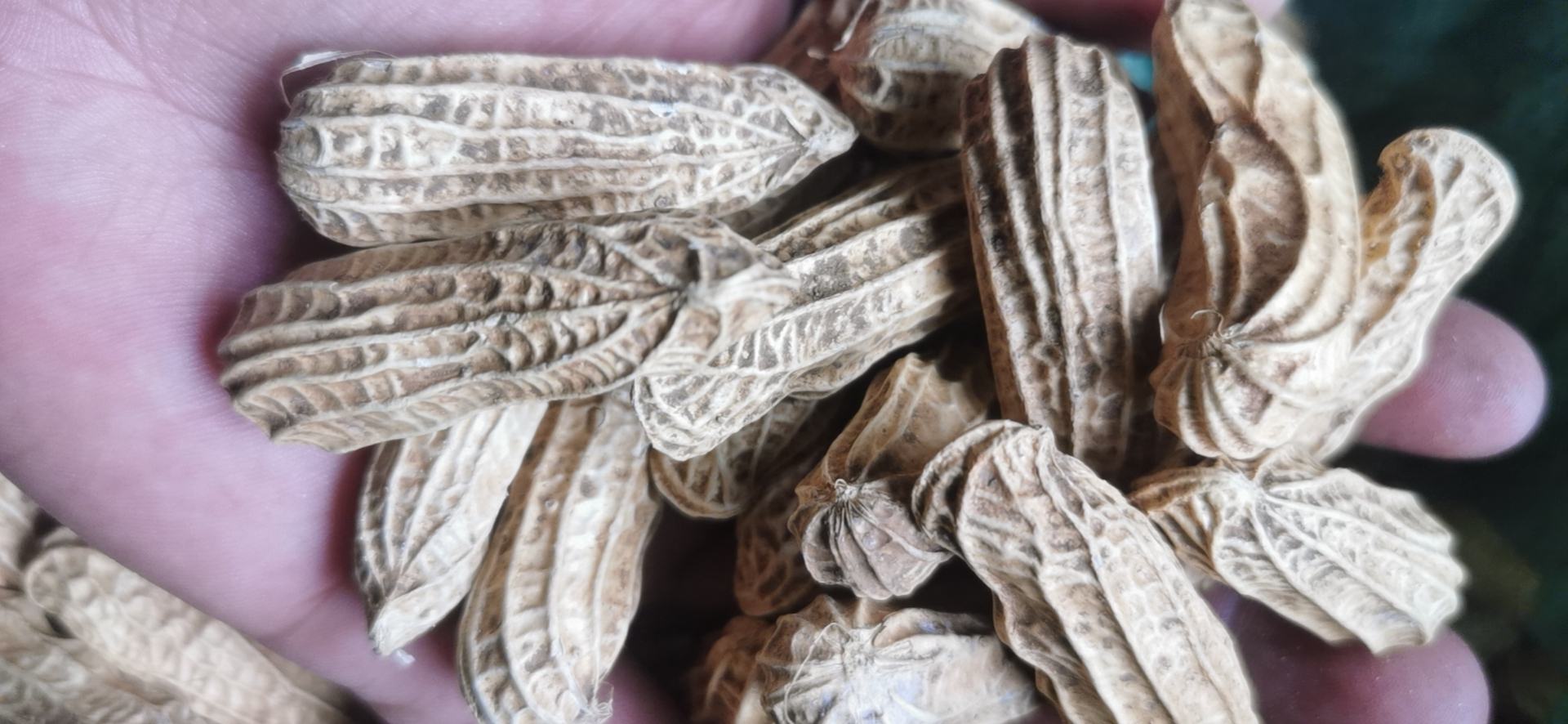去除蚕豆手发黑的方法
