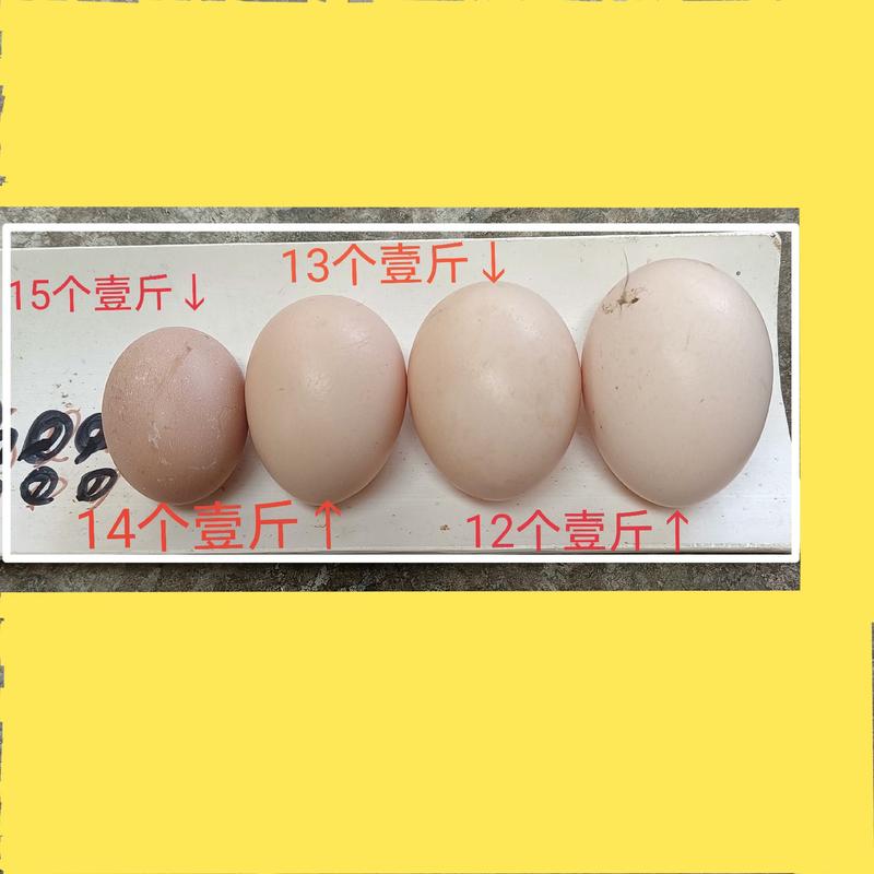 初生蛋小鸡蛋农村散养土鸡蛋五谷杂粮喂养货源稳定420枚装