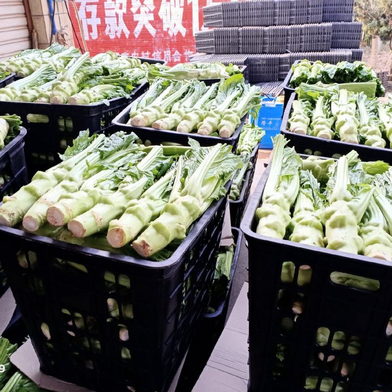 青皮棒菜大量上市，货源充足质量保证，有需要的朋友电话联系