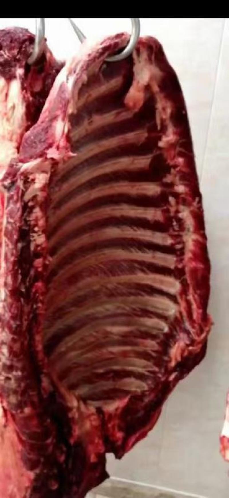 精品！驴排骨马排肉质鲜嫩大量批发现杀现杀