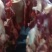 精品！驴排骨马排肉质鲜嫩大量批发现杀现杀