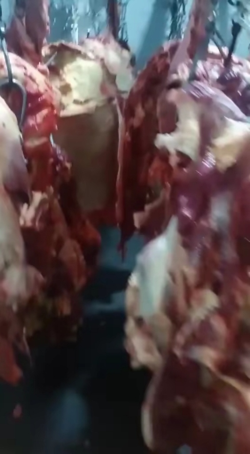 精品！驴排骨马排肉质鲜嫩大量批发现杀现杀