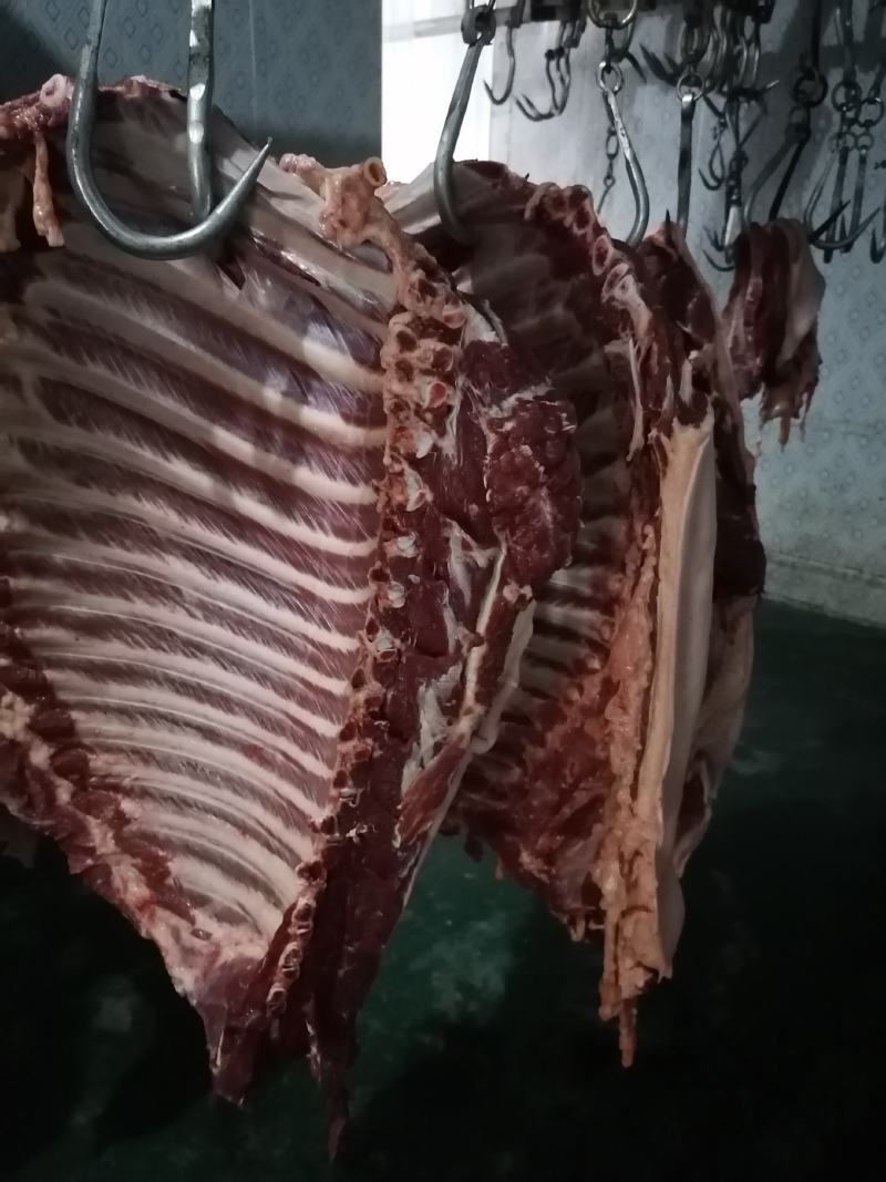 精品！驴排骨马排肉质鲜嫩大量批发现杀现杀